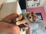 柴犬宝宝