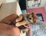 柴犬宝宝