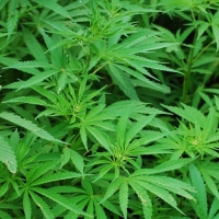 泰英合作打击大麻走私成效显著，首季锐减九成